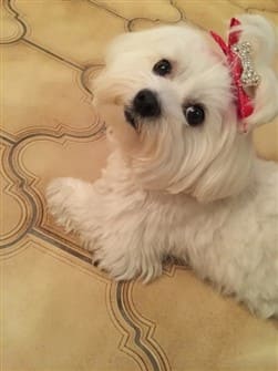 pretty-maltese-female-dog
